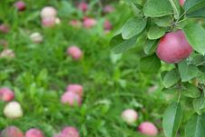 Ripe Apple On A Branch Among Green Leaves Royalty Free Stock Image