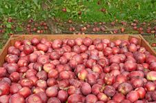 Freshly Picked Red Apples In A Crate Stock Photo Freshly Picked Red Apples In A Crate Stock Photo