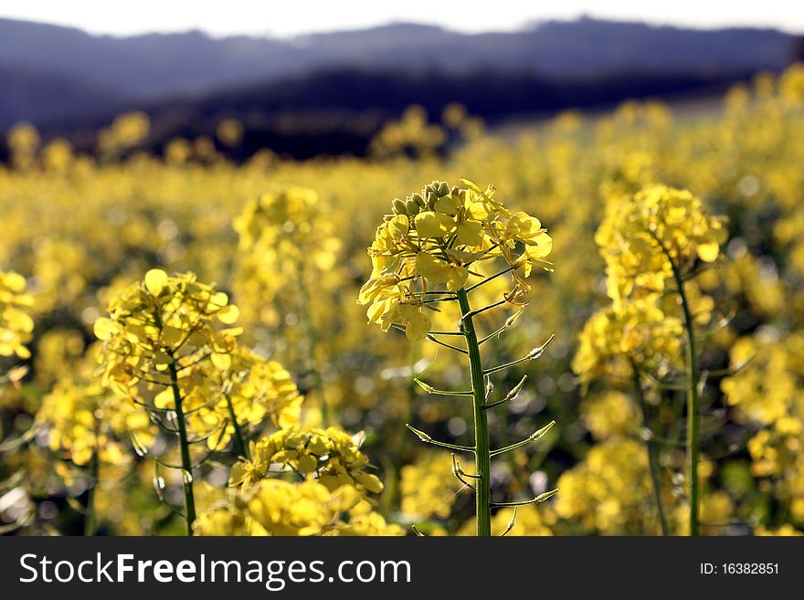 An yellow rape field in the anture