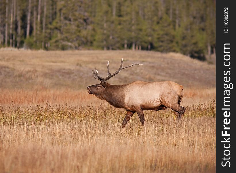 Elk bugling during the fall season