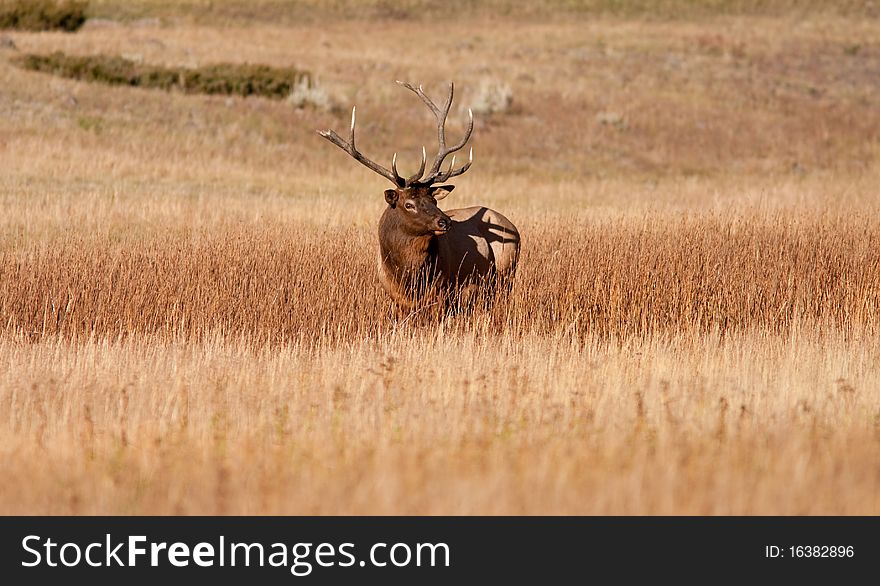 Elk during the fall season