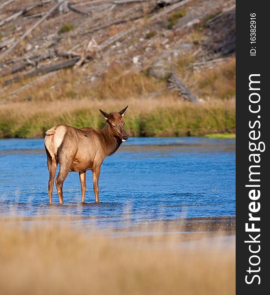 Elk cow during the fall season