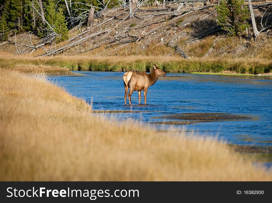 Elk cow during the fall season