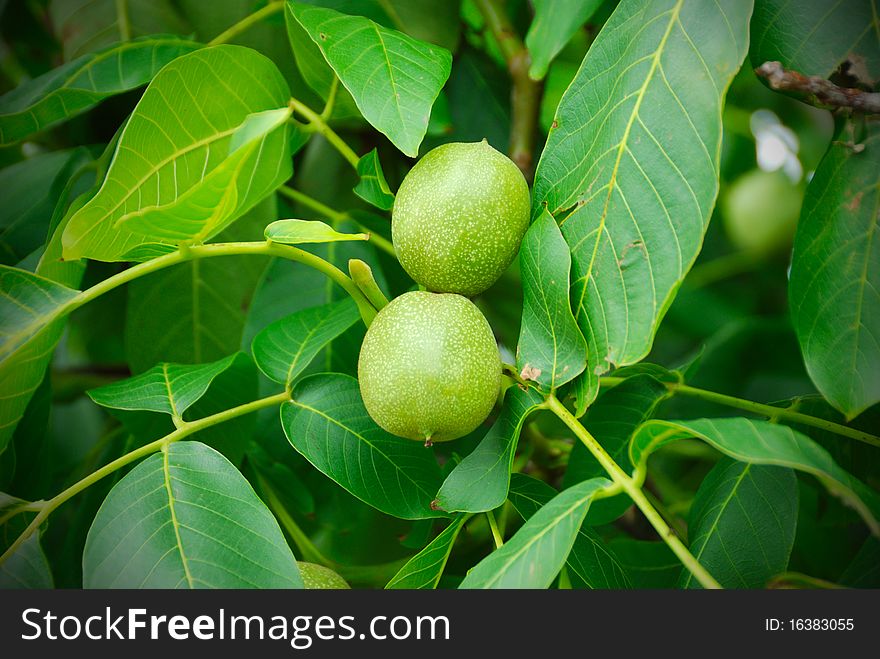 Walnuts keep up on a tree