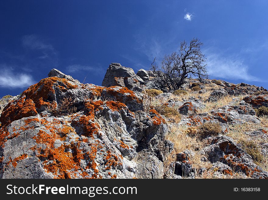 Sear tree on stony hill. Sear tree on stony hill