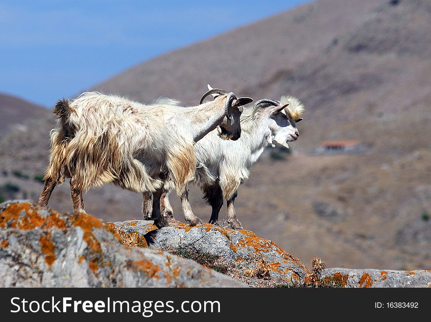 Two white shawl goats on rock