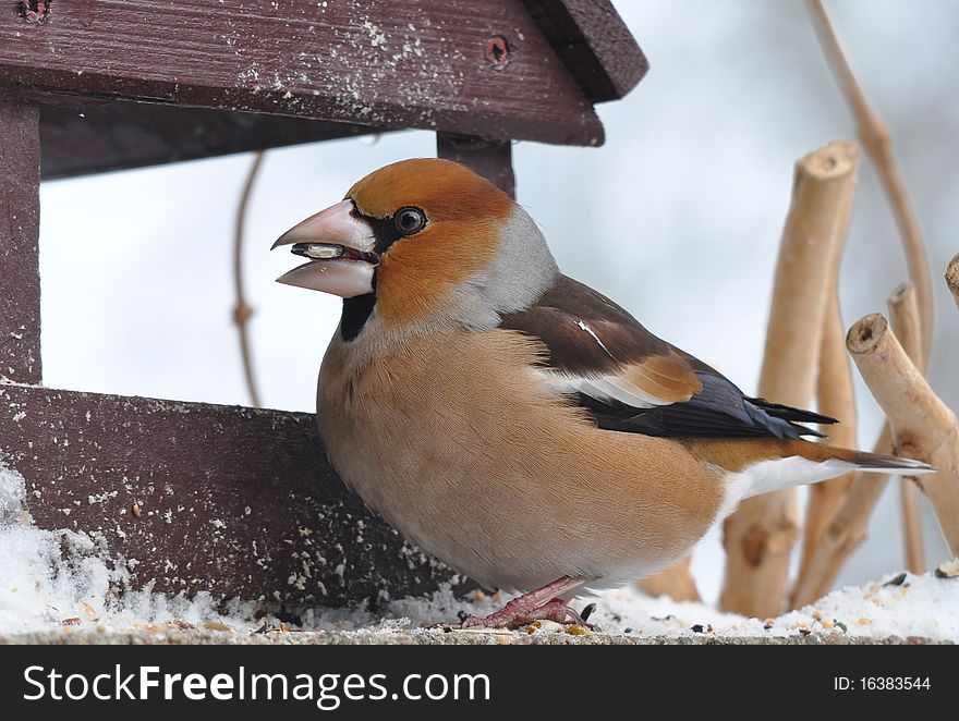 Hawfinch with seed in bill.