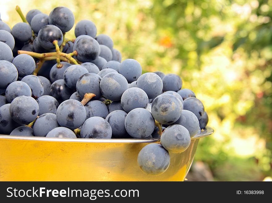 Just gathered fresh violet grapes on bawl