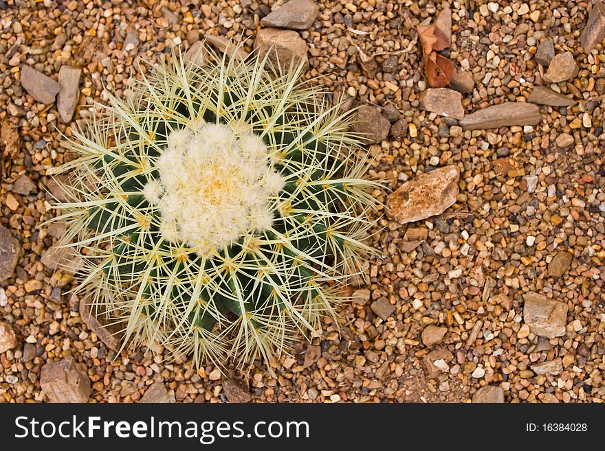 A type of cactus planted on sand. A type of cactus planted on sand