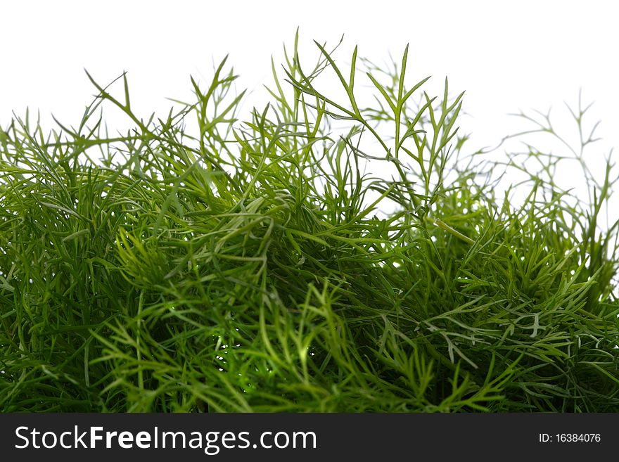 Background of green dill. Color image. Background of green dill. Color image