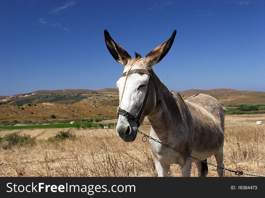 Funny donkey with blue sky. Funny donkey with blue sky