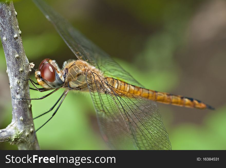 A macro picture of a dragonfly. A macro picture of a dragonfly