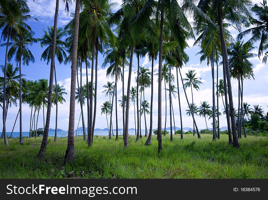 Thousands of coconut trees along the sea used as food.