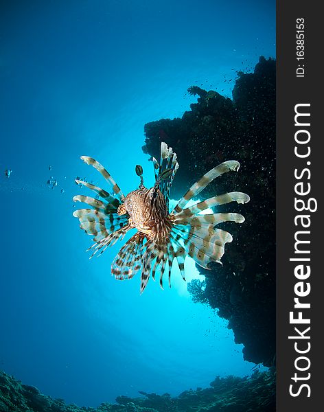 Front low angle view of a Clearfin lionfish (Pterois radiata). Red Sea. Front low angle view of a Clearfin lionfish (Pterois radiata). Red Sea