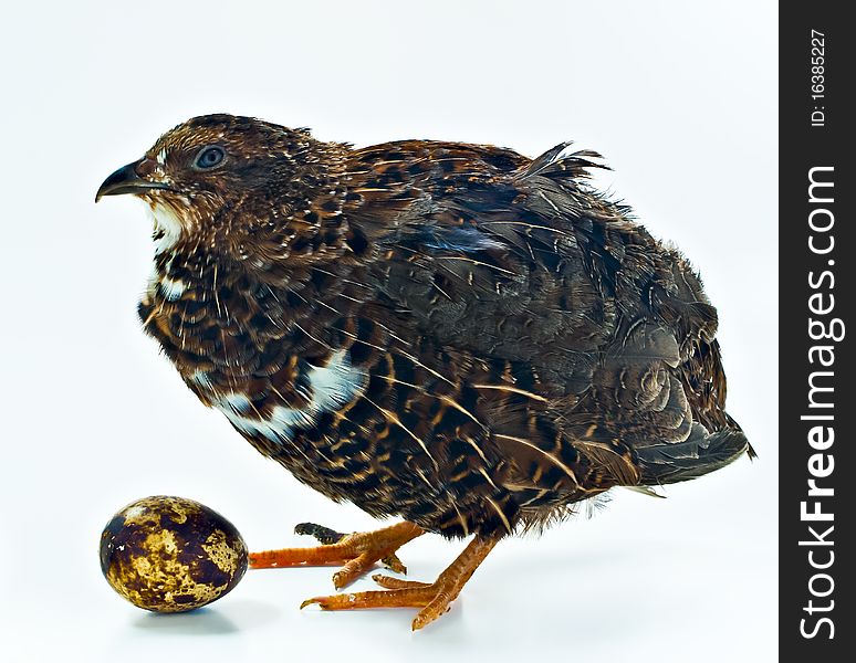 Quail With Its Egg