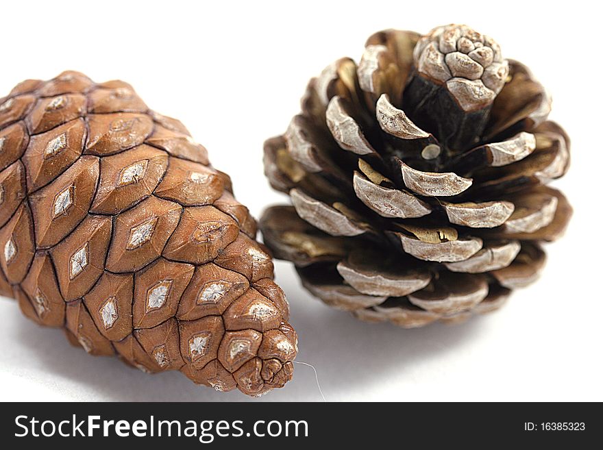 Close up of two small pine cones. Close up of two small pine cones.