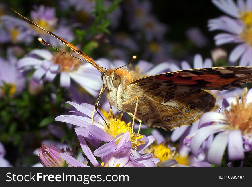 Painted Lady butterfly, Vanessa cardui - close-up
