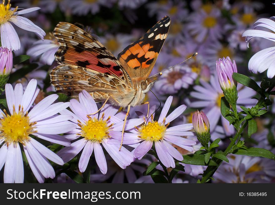 Painted Lady butterfly, Vanessa cardui - close-up