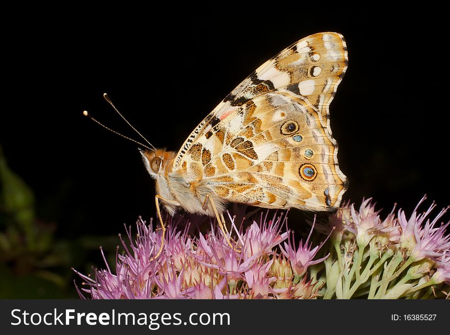 Painted Lady Butterfly, Vanessa Cardui