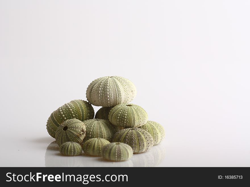 Different size sea urchins on a white background