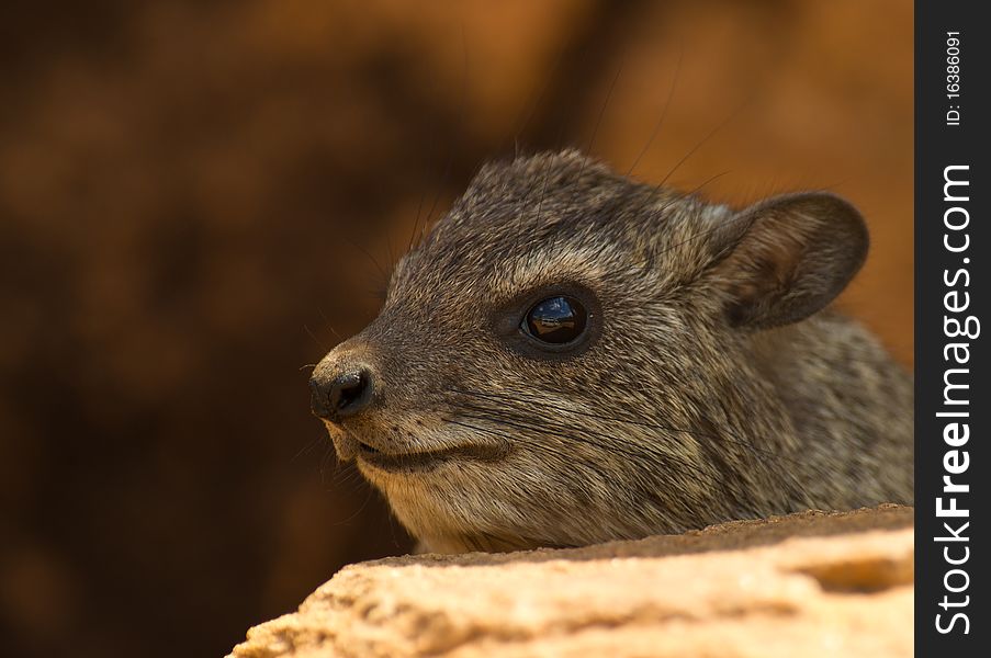 A Rock Hyrax Peeping Out Of His Cave