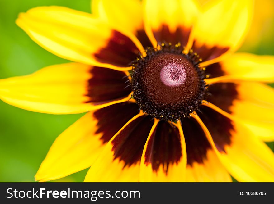 Beautiful yellow flower on field