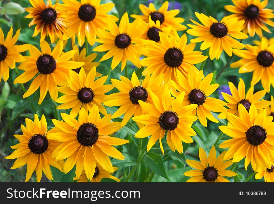 Beautiful yellow flowers on field