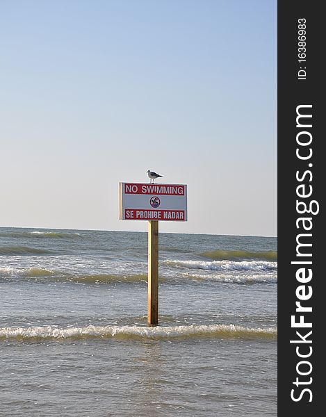 No swimming sign with symbol on a post with a seagull perched on top in the ocean. No swimming sign with symbol on a post with a seagull perched on top in the ocean