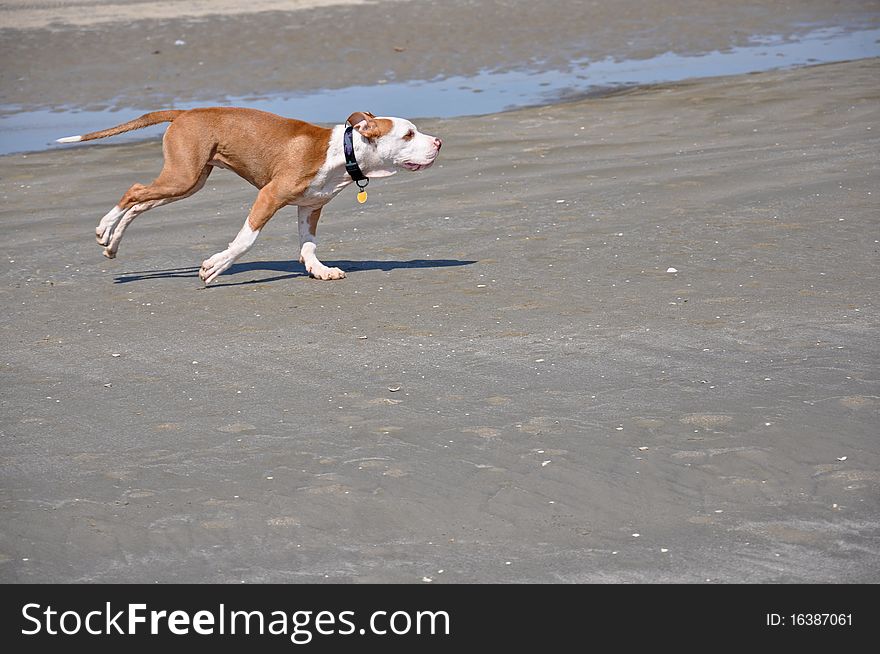 A single dog playing on a sandy beach with the ocean in the background. A single dog playing on a sandy beach with the ocean in the background