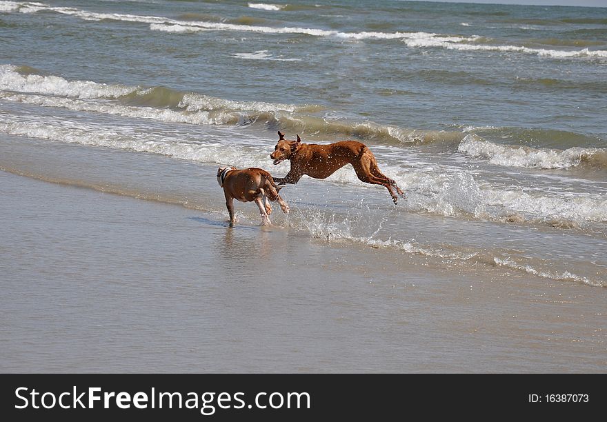 Two dogs playing on an ocean beach in the sunshine. Two dogs playing on an ocean beach in the sunshine