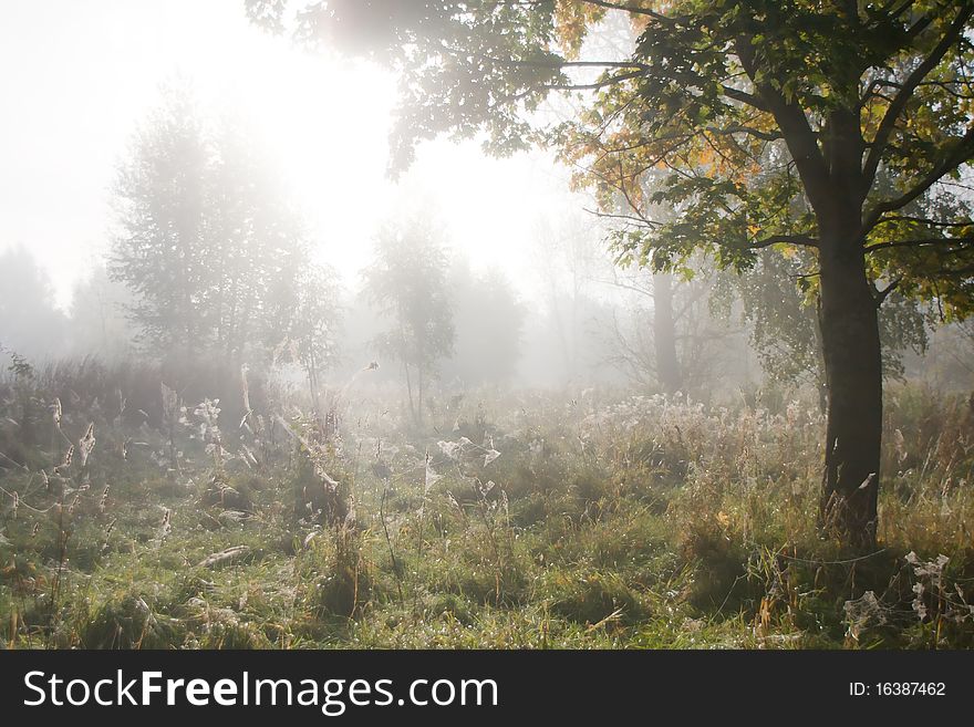 Misty morning in the forest during sunrise. Misty morning in the forest during sunrise