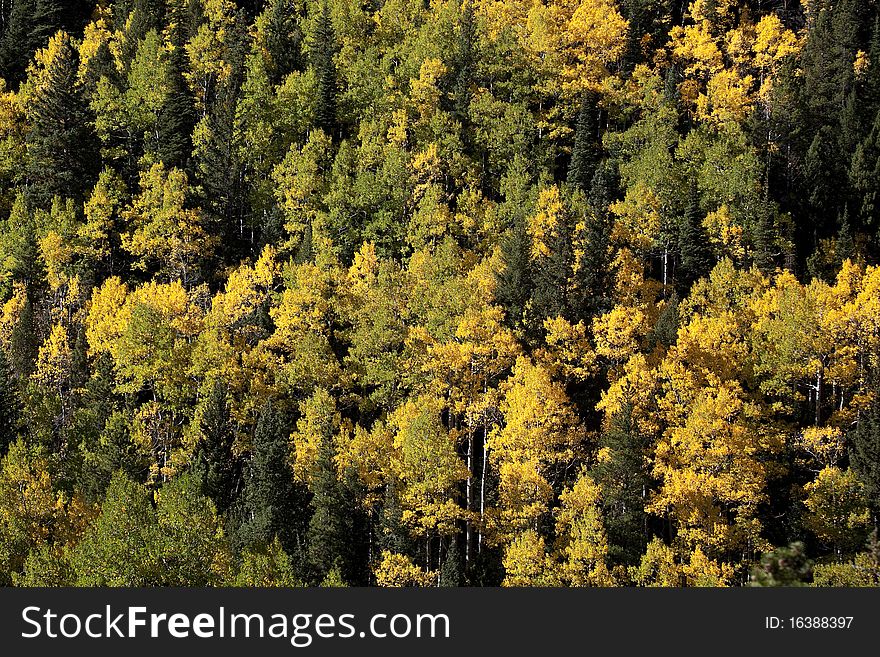 Hillside of autumn foliage in Colorado showing Aspen in golden color