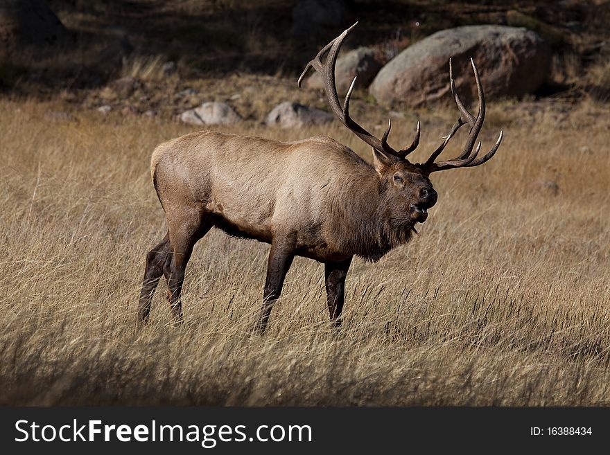 Elk bugling in Rocky Mountain National Park