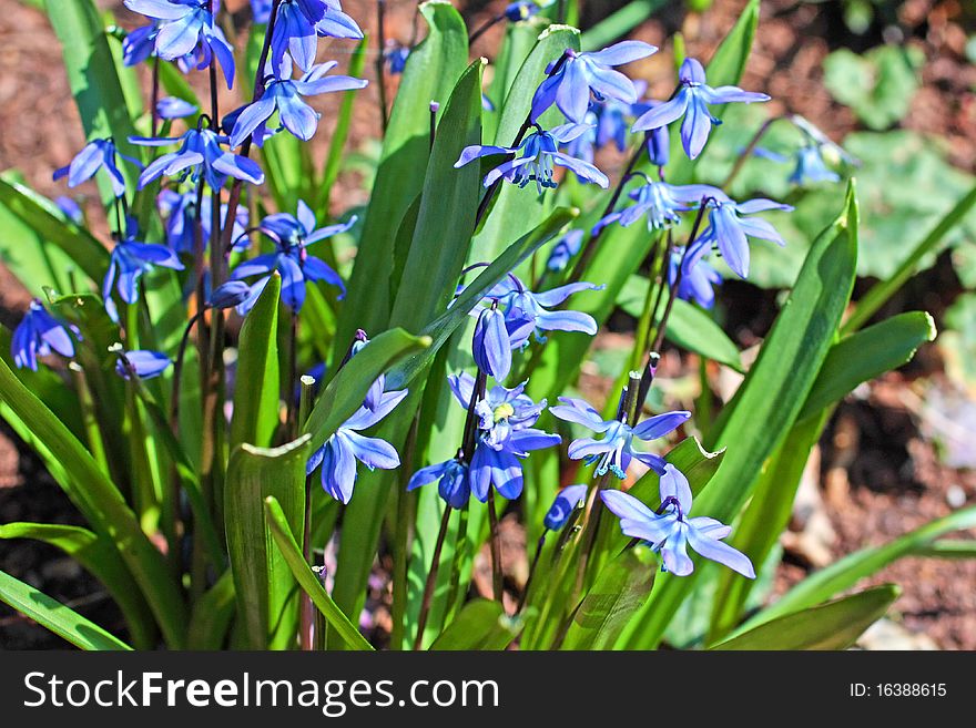 Blue spring flowers in the sunshine, closeup