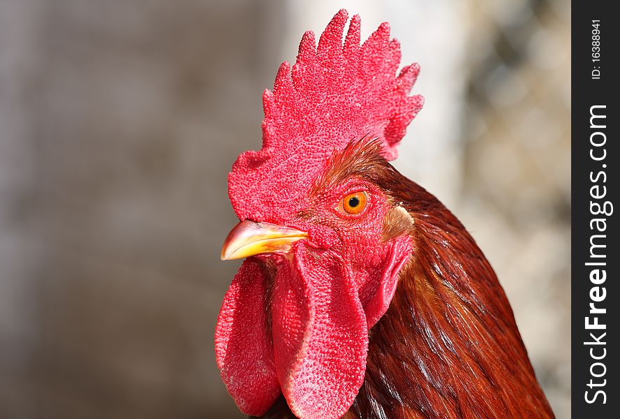 Rooster portrait in chicken run.