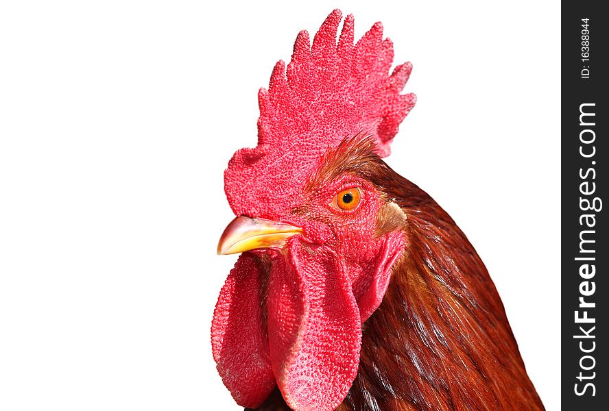 Isolated Rooster Portrait