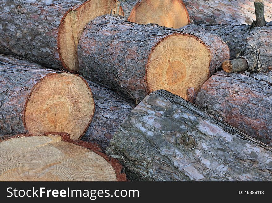 Lots of pine tree logs