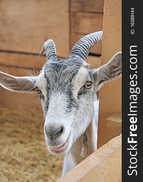 Cute baby goat looking over a fence in a farm. Cute baby goat looking over a fence in a farm.