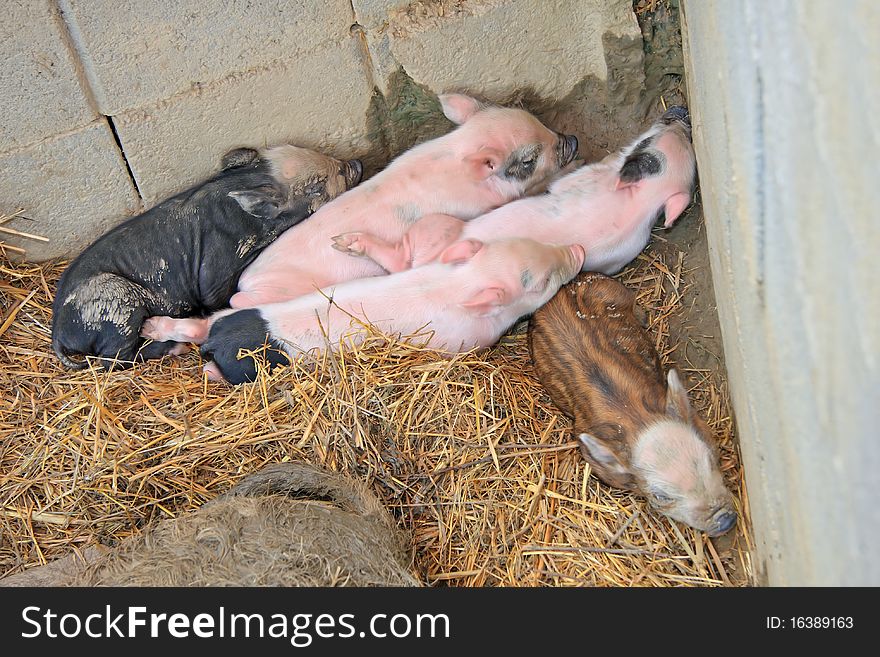 Nice little Piglets at a farm