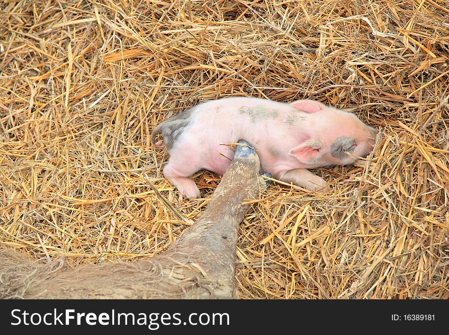 Nice little pig at a farm.