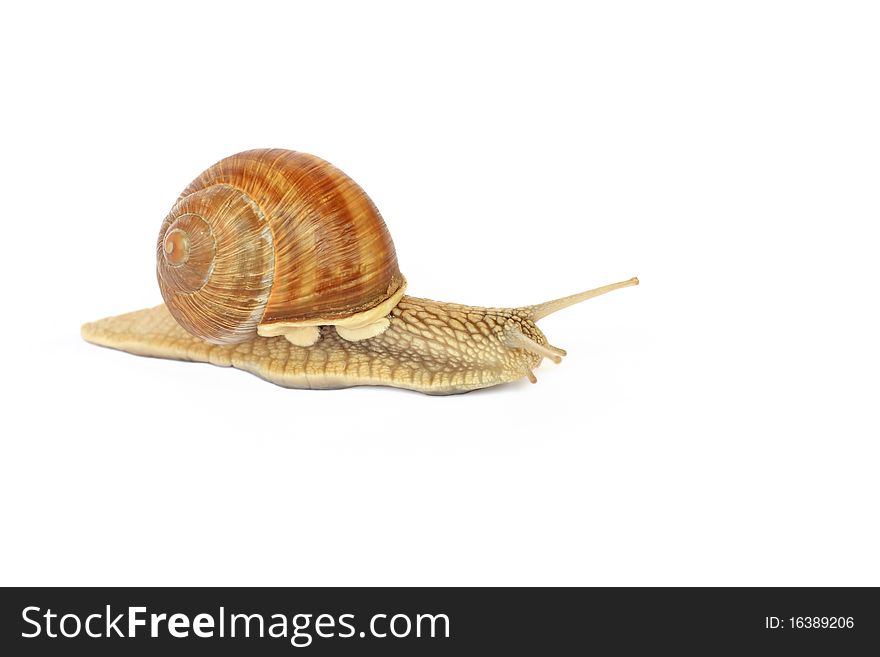 Snail isolated on white background. Snail isolated on white background