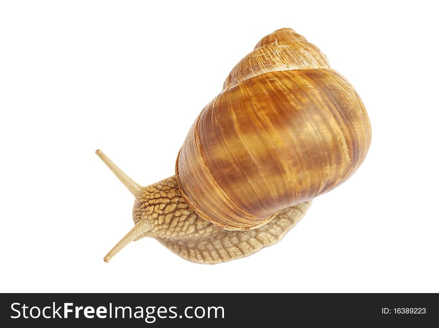 Snail isolated on white background. Snail isolated on white background