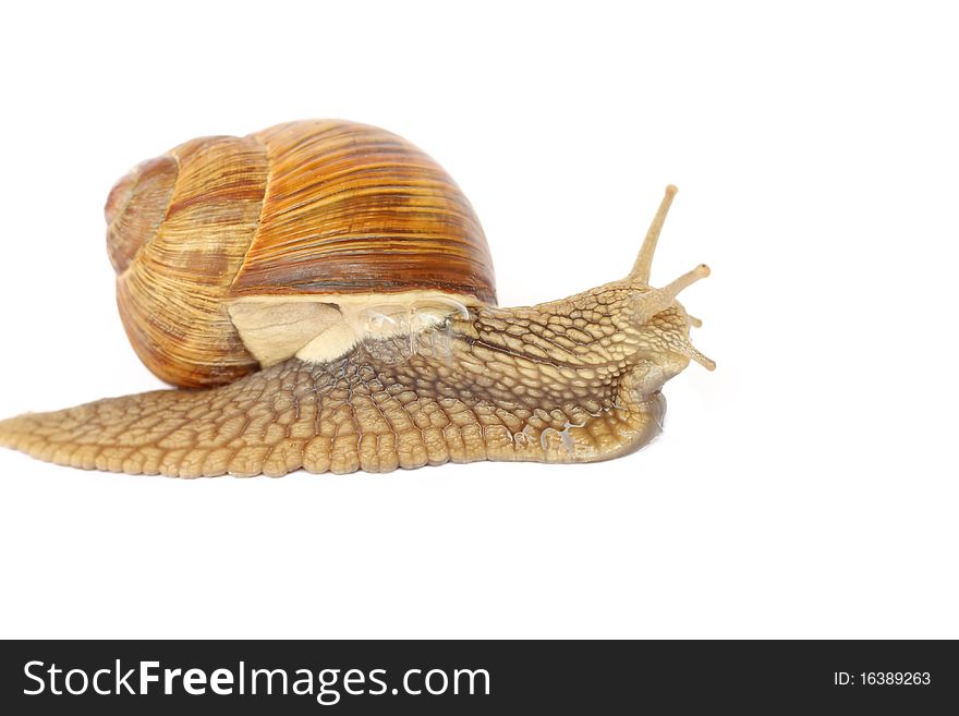 Snail isolated on white background. Snail isolated on white background.