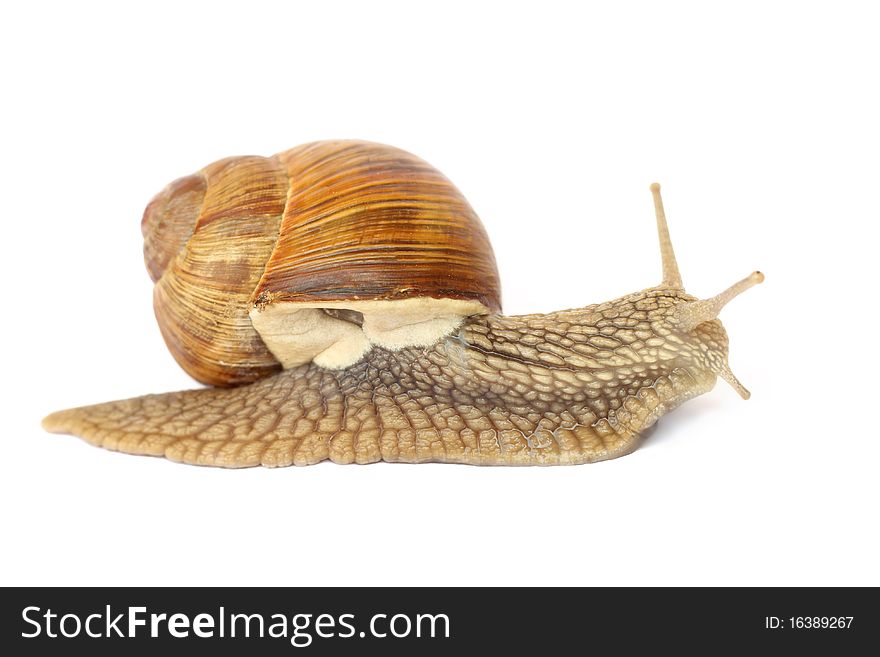 Snail isolated on white background. Snail isolated on white background.