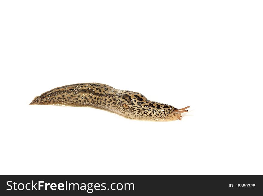 Spotted Garden Slug (Limax maximus) isolated on white background.