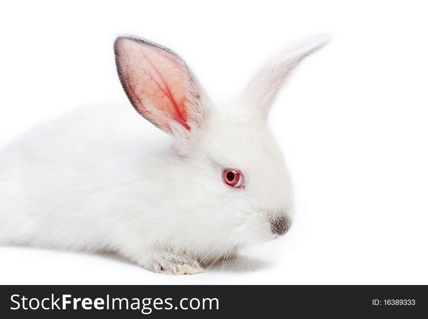 Cute white isolated baby rabbit