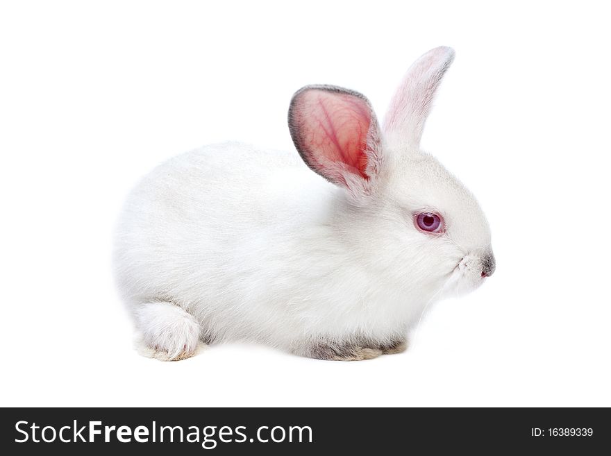 Cute white isolated baby rabbit