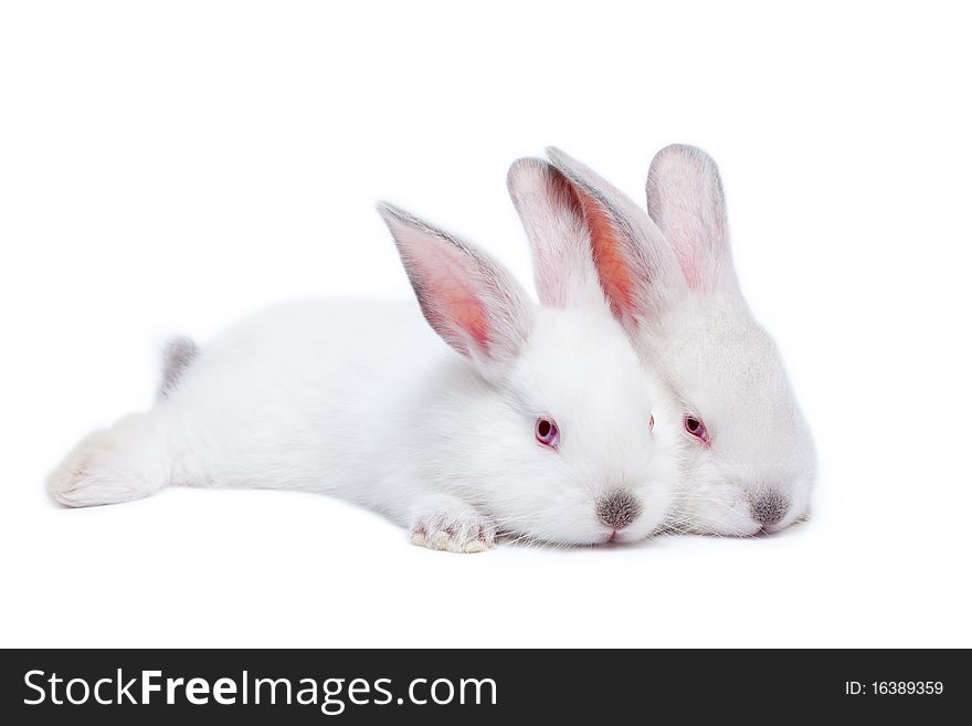 Two Cute White Isolated Baby Rabbits