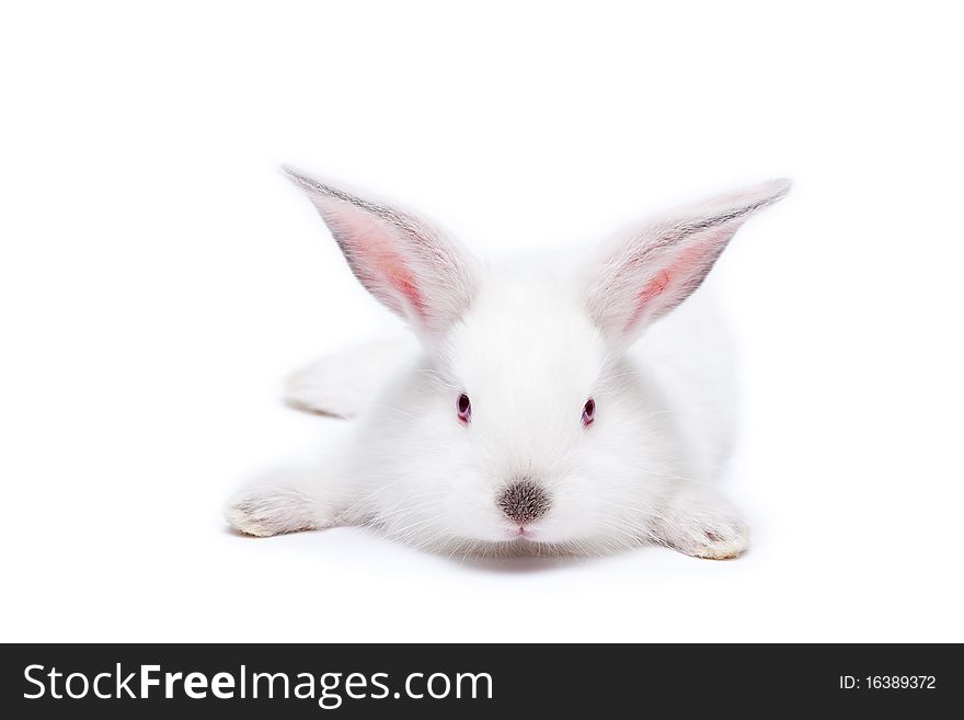 Cute white isolated baby rabbit