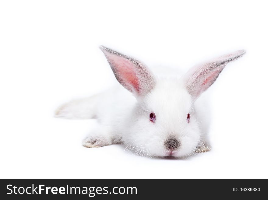 Sweet white little easter bunnies isolated on white. Sweet white little easter bunnies isolated on white.
